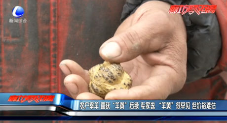 農(nóng)戶(hù)宰羊喜獲“羊黃”后續(xù)專(zhuān)家說(shuō)“羊黃”很罕見(jiàn)但價(jià)格難估