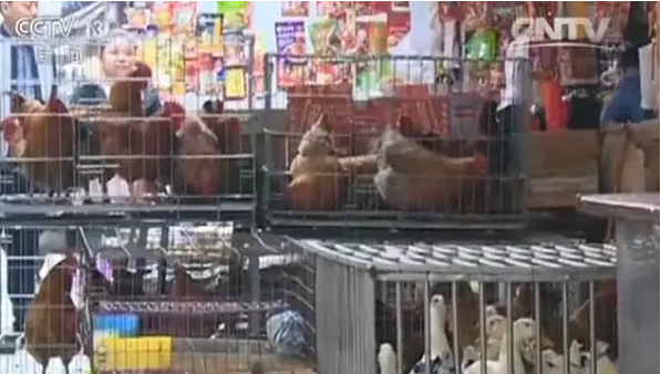 H7N9又來了，5分鐘教你如何對抗禽流感！