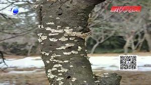桃樹(shù)病蟲(chóng)害的防治