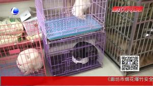 狗年到 狗狗身價(jià)大漲啦！