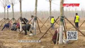 廊坊開發(fā)區(qū)“一地、一帶、五路”造林綠化工作進(jìn)展順利