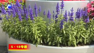 廊坊開(kāi)發(fā)區(qū)花團(tuán)錦簇迎盛會(huì)
