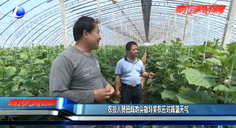 農(nóng)技人員田間地頭指導菜農(nóng)應對高溫天氣