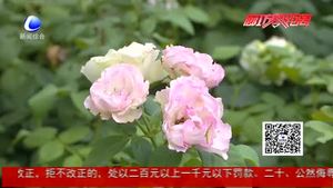 月季養(yǎng)護記錄表正式投入使用 數(shù)據(jù)化紀錄月季生長過程