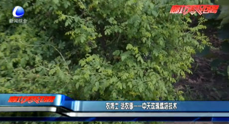 農博士話農事——中天玫瑰栽培技術
