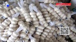拉蒜車“綠色通道”通不過？工作人員：干皮大蒜有別于鮮蒜 不減免