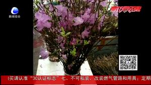 干枝杜鵑再現(xiàn) 業(yè)內(nèi)人士：大規(guī)?？撤テ茐纳鷳B(tài)平衡