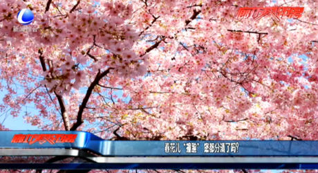 春花兒“撞臉” 您都分清了嗎？