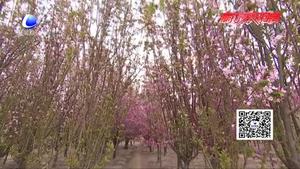 “桃滿龍河 福澤新城”首屆安次區(qū)林海桃源桃花節(jié)開(kāi)幕