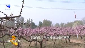 花開(kāi)廊坊：固安縣東湖莊村千畝桃花 梨花“醉”游人