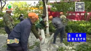 大樹(shù)被連根吹倒 交警園林齊心消除隱患