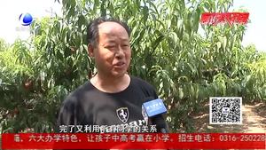 桃子成熟銷(xiāo)售慘淡 知青回鄉(xiāng)助老生產(chǎn)隊(duì)長(zhǎng)渡難關(guān)