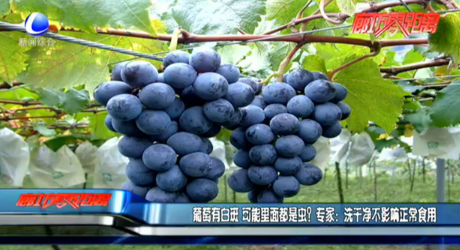 葡萄有白斑 可能里面都是蟲？專家：洗干凈不影響正常食用