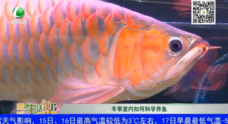 冬季室內(nèi)如何科學(xué)養(yǎng)魚(yú)