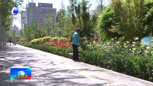 月季漂香 花開(kāi)滿城 我市持續(xù)打造“月季之城”