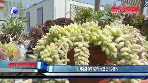 多肉植物春季養(yǎng)護(hù)？記住三個(gè)小技巧