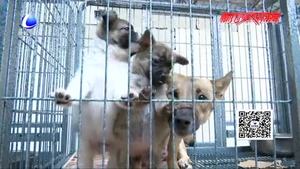 我市犬類留檢所對不文明養(yǎng)犬行為進(jìn)行整治 發(fā)布軍民領(lǐng)養(yǎng)犬只流程
