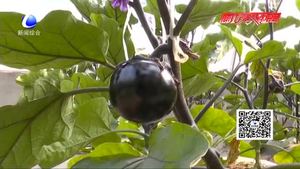 科技成果示范基地：日光溫室甜椒、番茄、茄子優(yōu)良品種示范