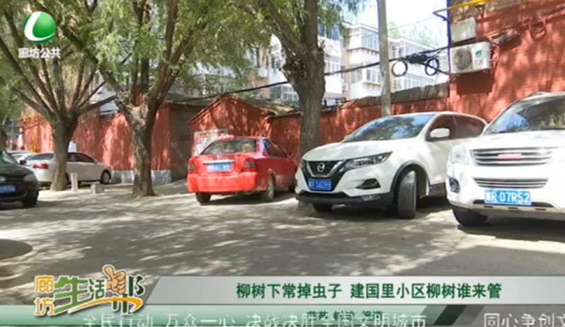 柳樹下常掉蟲子 建國(guó)里小區(qū)柳樹誰(shuí)來(lái)管
