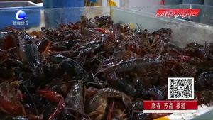 美味龍蝦季也有煩惱 吃小龍蝦過敏了怎么辦？