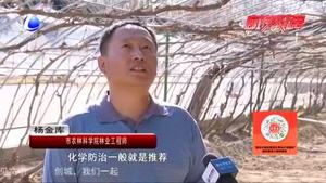 農(nóng)博士 話農(nóng)事——葡萄病蟲害防治技術