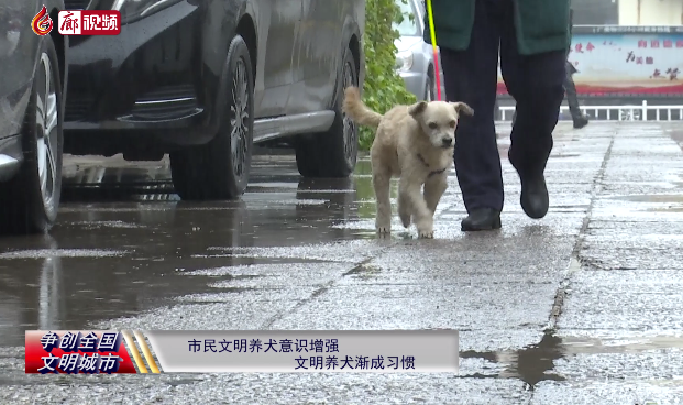  廊視頻 | 市民文明養(yǎng)犬意識增強文明養(yǎng)犬漸成習(xí)慣
