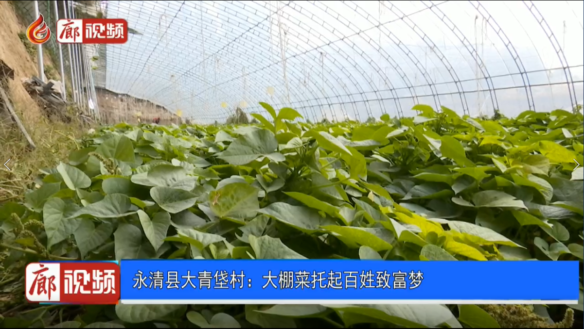 廊視頻|永清縣大青垡村：大棚菜托起百姓致富夢(mèng)