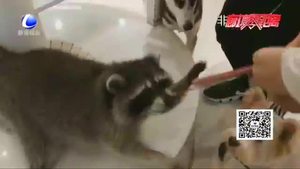 【法在身邊】在咖啡店被小動物咬傷誰擔責？