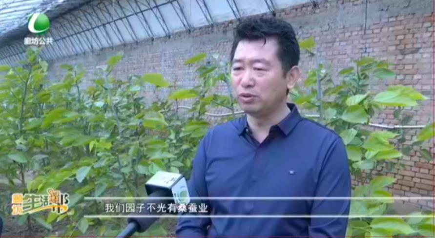 永清樂(lè)椹莊園：引進(jìn)特色桑葚 宣傳桑蠶文化