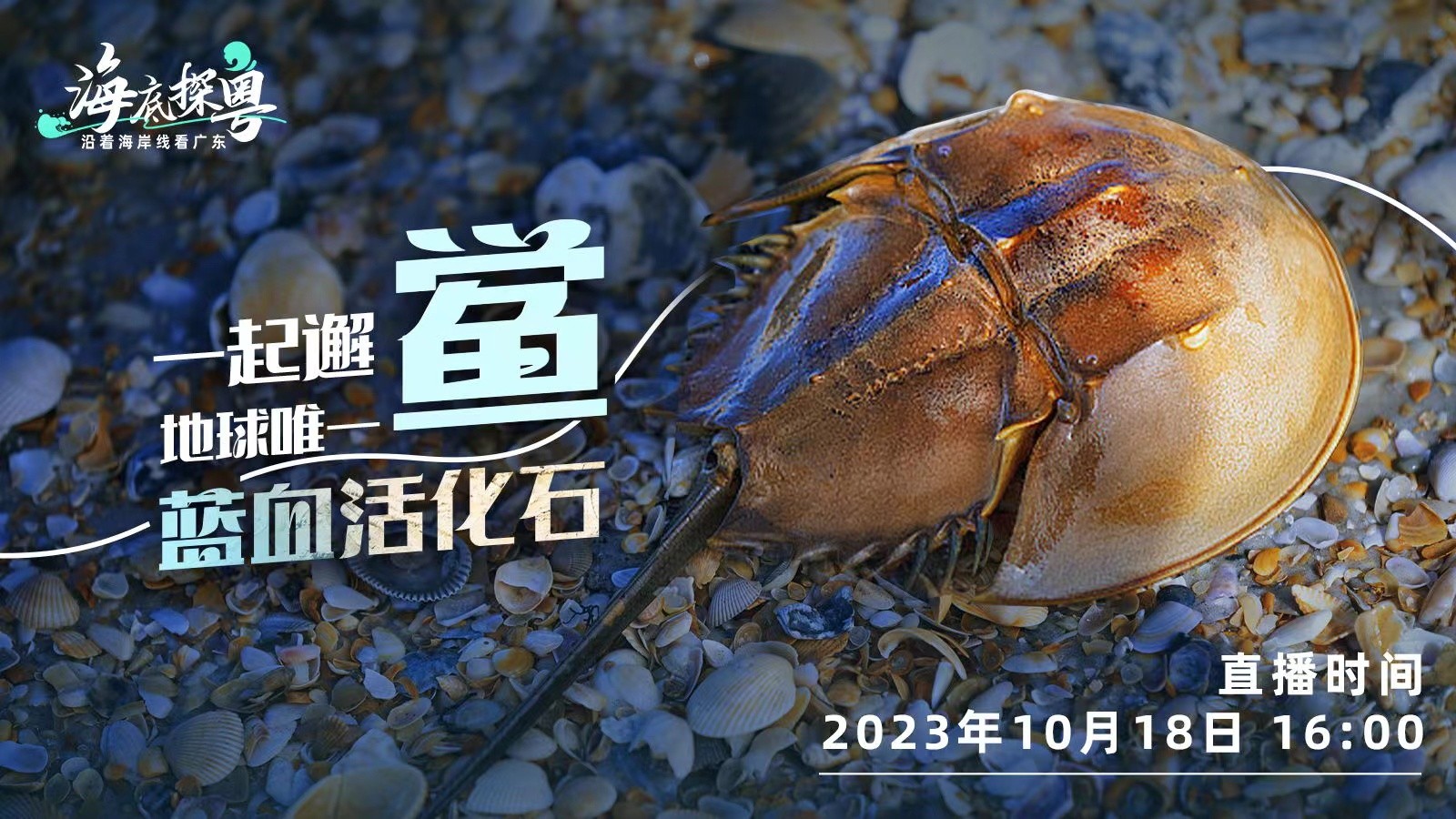直播 | 一起邂“鱟”地球唯一“藍(lán)血活化石”！