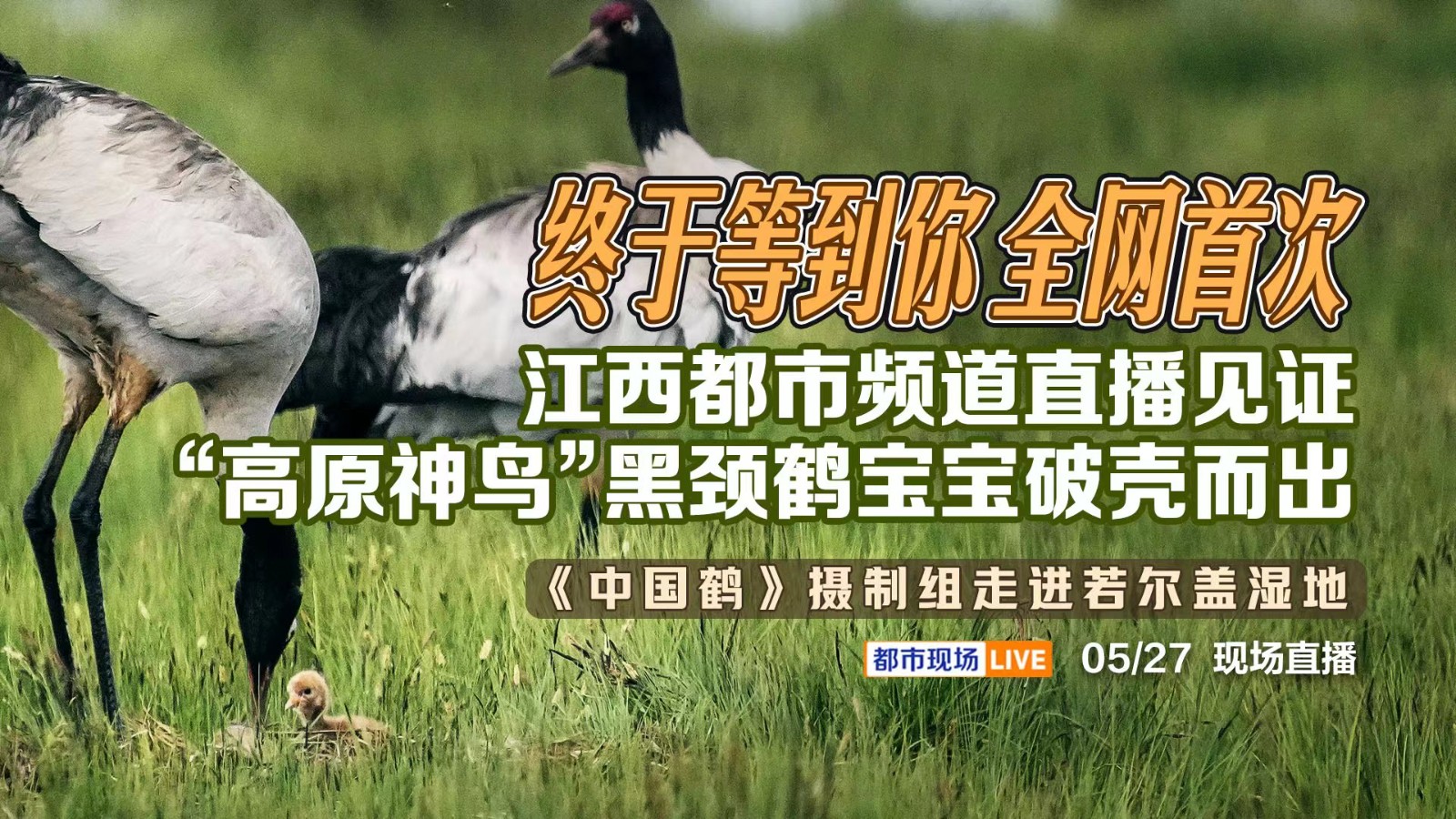 終于等到你 全網(wǎng)首次！江西都市頻道直播見證“高原神鳥”黑頸鶴寶寶破殼而出——《中國鶴》攝制組走進若爾蓋濕地