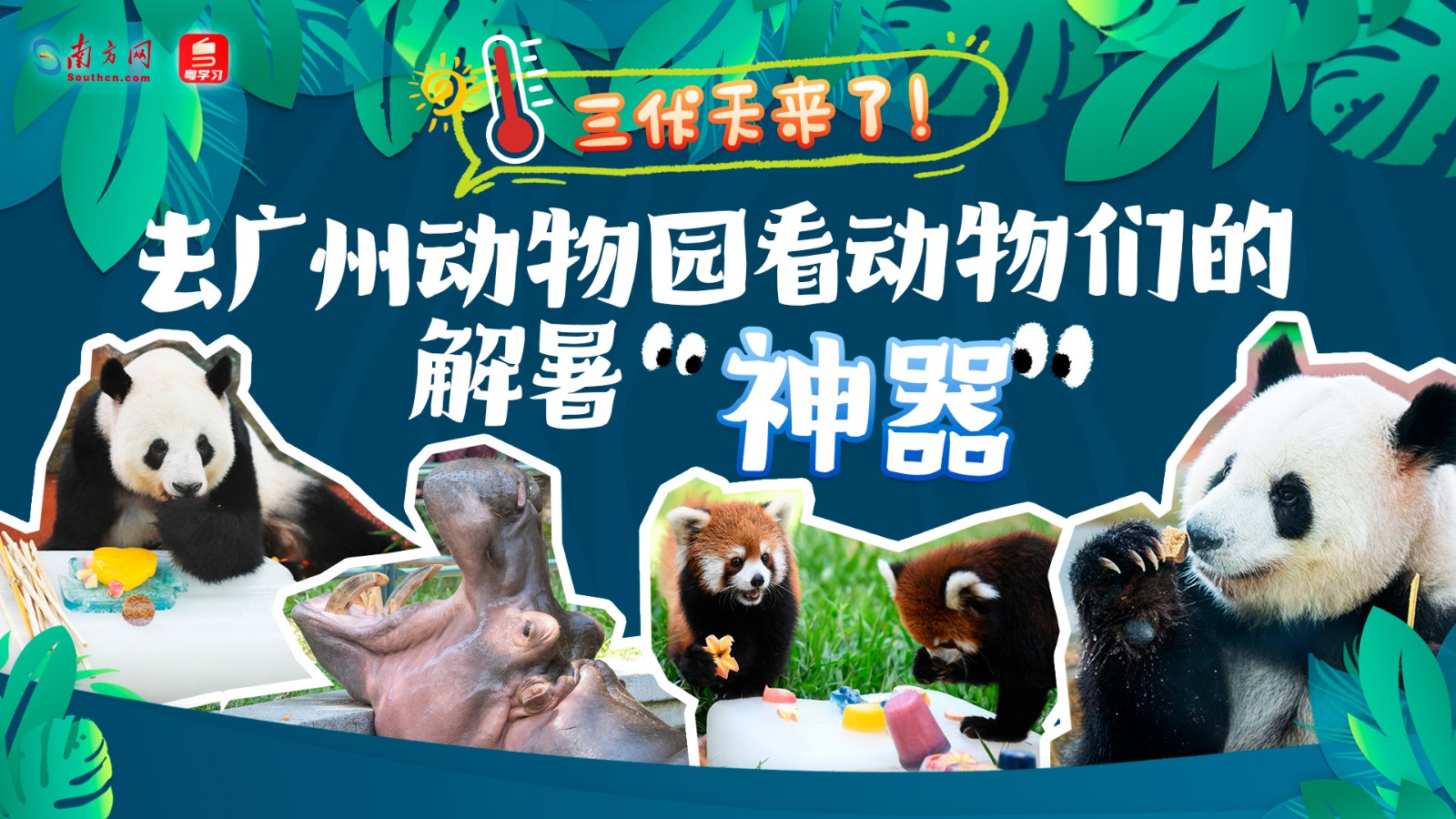 三伏天來(lái)了！去廣州動(dòng)物園看動(dòng)物們的解暑“神器”