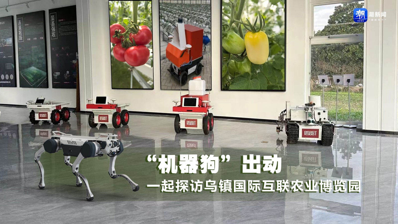 “機(jī)器狗”出動(dòng) 一起探訪烏鎮(zhèn)國際互聯(lián)農(nóng)業(yè)博覽園