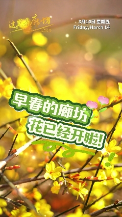 【這里是廊坊】早春的廊坊，花已經(jīng)開(kāi)啦！
